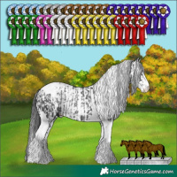 Horse Color:Black Sabino Tobiano Rabicano and Black Sabino Rabicano