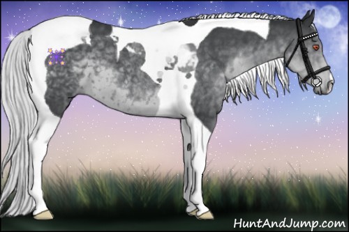 Horse Color:Silver Black Chinchilla Tobiano