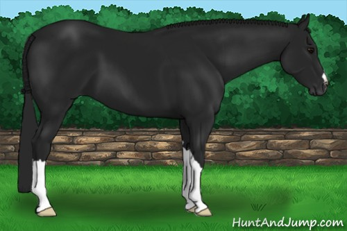 Horse Color:Gray Black 