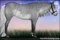 Horse Color:Silver Blue Chinchilla Roan 