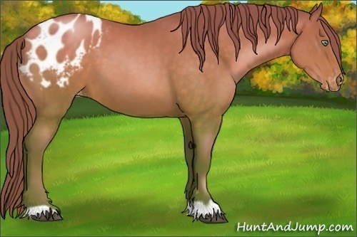 Horse Color:Brown Pearl Blanket 