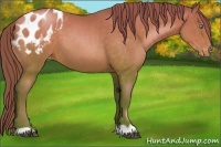Horse Color:Brown Pearl Appaloosa 