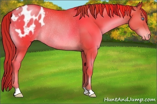Horse Color:Chocolate Brown Pearl Blanket Rabicano 