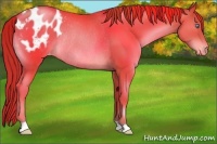 Horse Color:Chocolate Brown Pearl Appaloosa Rabicano