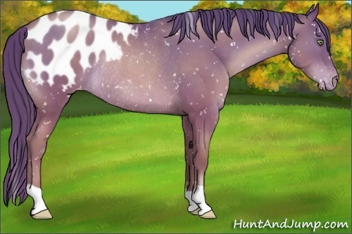 Horse Color:Brown Pearl Appaloosa Rabicano 
