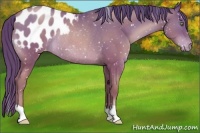 Horse Color:Brown Pearl Appaloosa Rabicano 