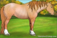 Horse Color:Buckskin Pearl Appaloosa Rabicano 