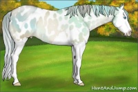 Horse Color:Chocolate Palomino Pearl Dun Splash Appaloosa Rabicano 
