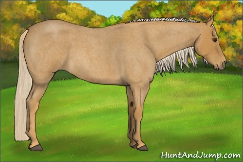 Horse Color:Palomino Roan 