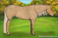 Horse Color:Palomino Roan