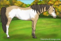 Horse Color:Buckskin Frame 