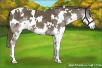 Horse Color:White Spotted Liver Chestnut Splash 