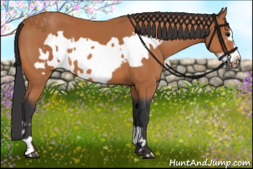 Horse Color:Bay  and Bay Frame 