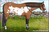 Horse Color:Bay  and Bay Frame 