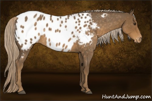 Horse Color:Chocolate Palomino Roan Appaloosa 