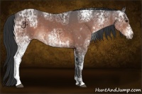 Horse Color:White Spotted Brown Ice