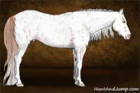 Horse Color:Gold Champagne Ice Sabino Tobiano Appaloosa 