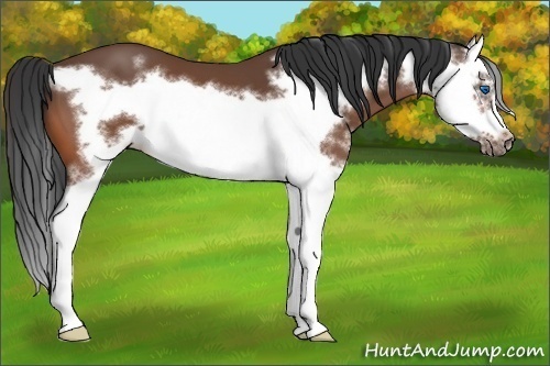 Horse Color:White Spotted Bay Sabino Splash Frame 