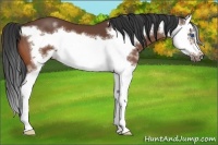 Horse Color:White Spotted Bay Sabino Splash Frame 