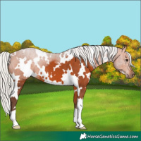 Horse Color:White Spotted Silver Bay 