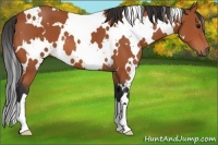 Horse Color:White Spotted Bay 