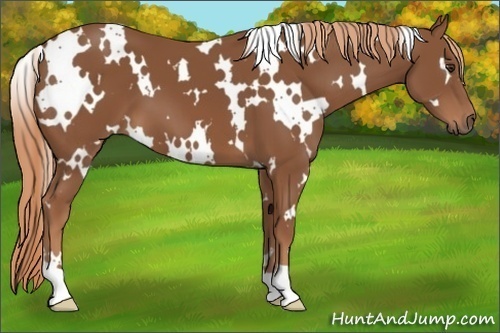 Horse Color:White Spotted Chestnut 