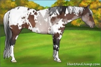 Horse Color:White Spotted Brown Blanket 