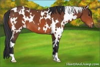 Horse Color:White Spotted Bay 