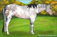 Horse Color:White Spotted Bay 