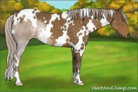 Horse Color:White Spotted Chocolate Palomino 