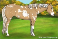 Horse Color:White Spotted Palomino Sabino 