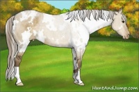 Horse Color:White Spotted Chocolate Palomino Dun Appaloosa