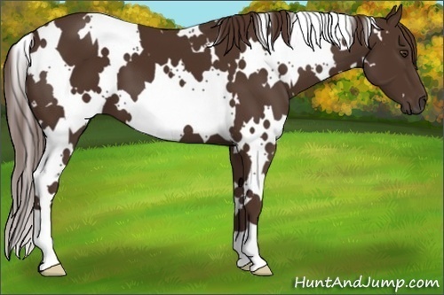 Horse Color:White Spotted Liver Chestnut 
