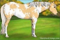 Horse Color:White Spotted Palomino 