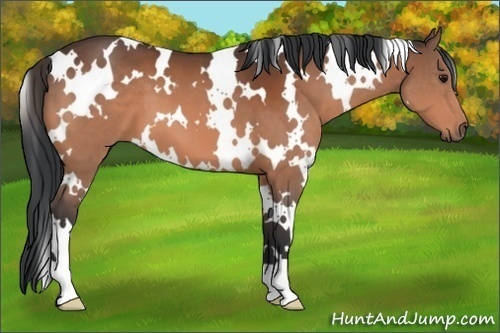 Horse Color:White Spotted Bay 