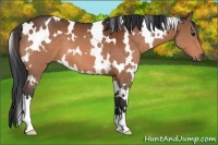 Horse Color:White Spotted Bay 