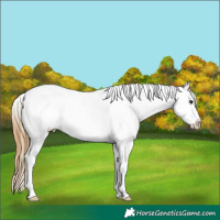 Horse Color:Buckskin Roan Frame Appaloosa