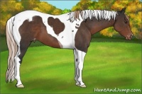 Horse Color:Liver Chestnut Tobiano Varnish