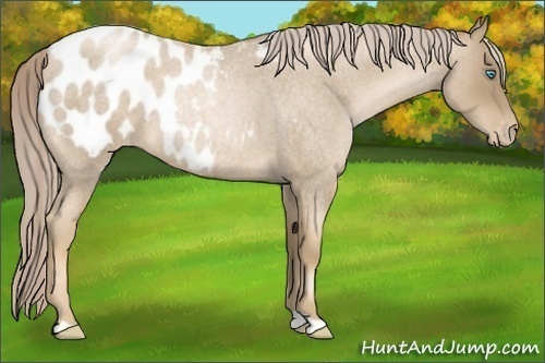 Horse Color:Chocolate Palomino Roan Pearl Blanket