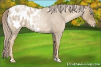 Horse Color:Chocolate Palomino Roan Pearl Blanket
