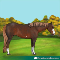 Horse Color:Liver Chestnut 