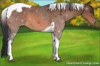 Horse Color:Bay Tobiano Varnish