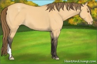 Horse Color:Buckskin Dun Varnish 