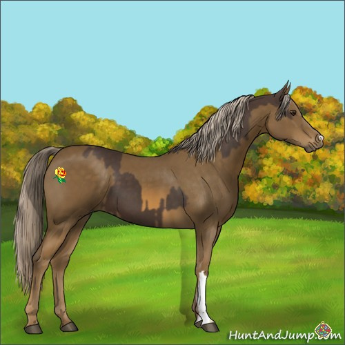 Horse Color:Liver Chestnut Mushroom  and Chocolate Palomino 