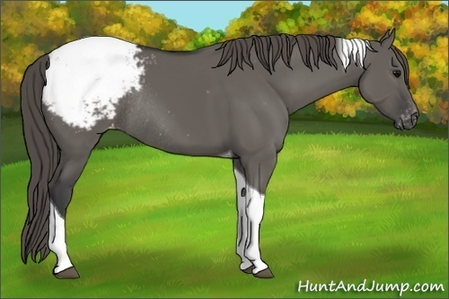Horse Color:Grullo Tobiano Appaloosa Rabicano 