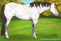 Horse Color:Bay Ice Dun Sabino Near Leopard 