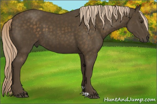 Horse Color:Chocolate Palomino 