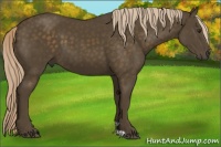 Horse Color:Chocolate Palomino 