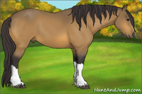 Horse Color:Buckskin 