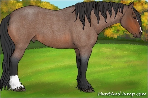 Horse Color:Bay Roan 